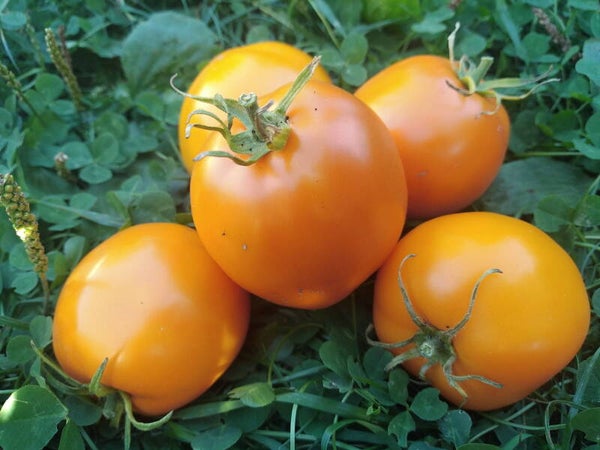 Tomate Orange Queen