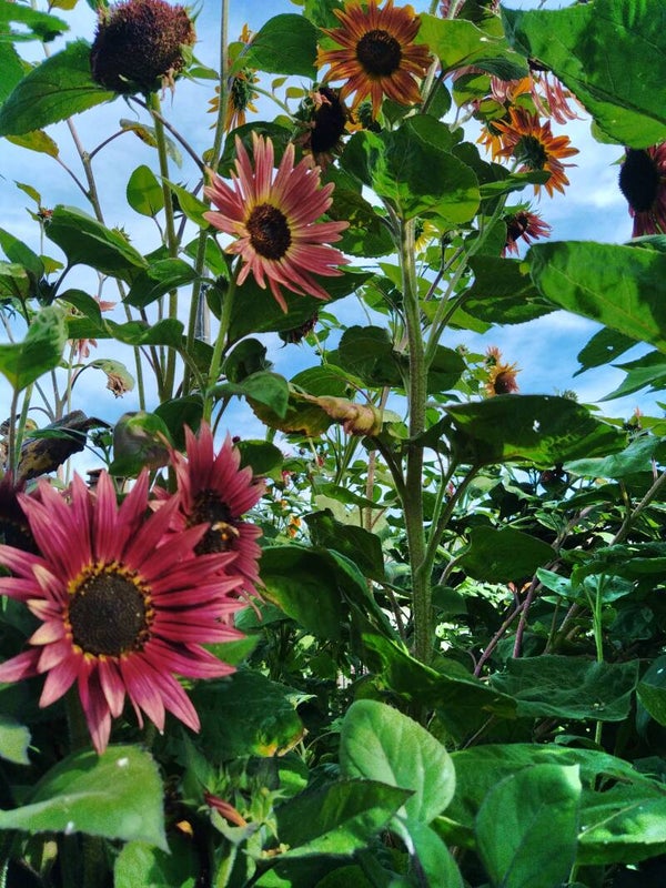 Tournesol Beauté d'Automne