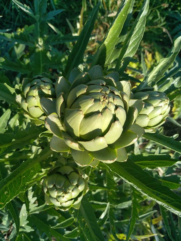 Artichaut Gros Vert de Laon