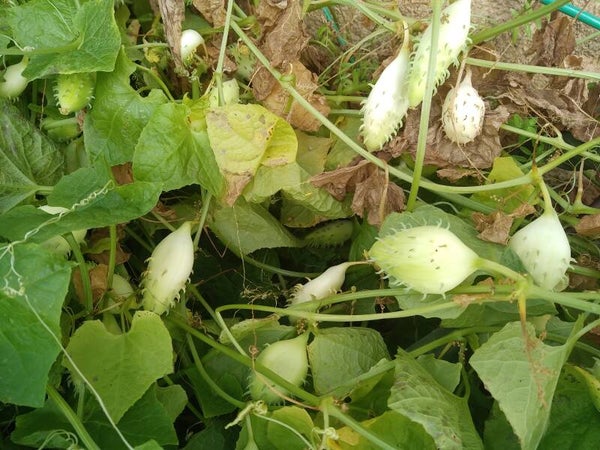 Cyclanthère