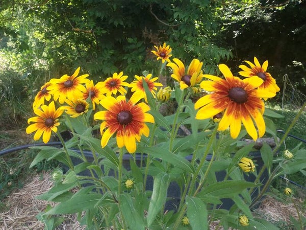 Rudbeckia Jaune
