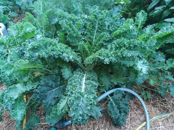 Chou Kale