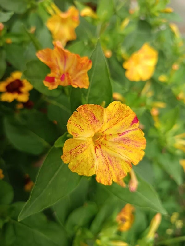 Belle de nuit Marble Mix