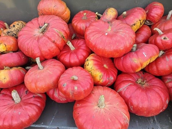 Potiron Rouge Vif d'Etampes