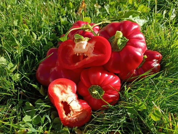 Poivron Kalman's Hungarian