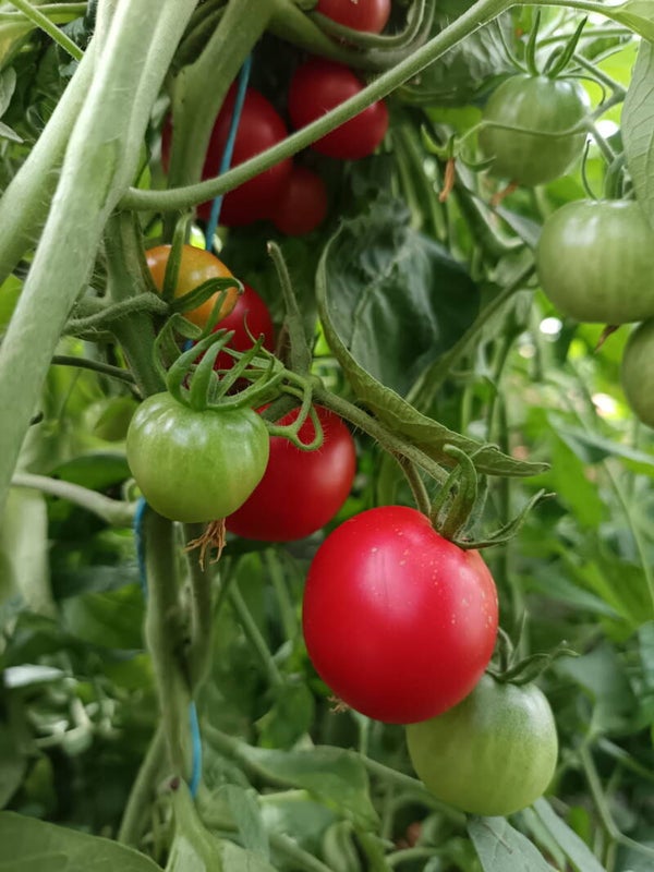 Tomate Précoce de Quimper