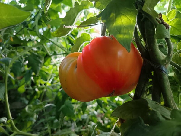 Tomate Red Belly