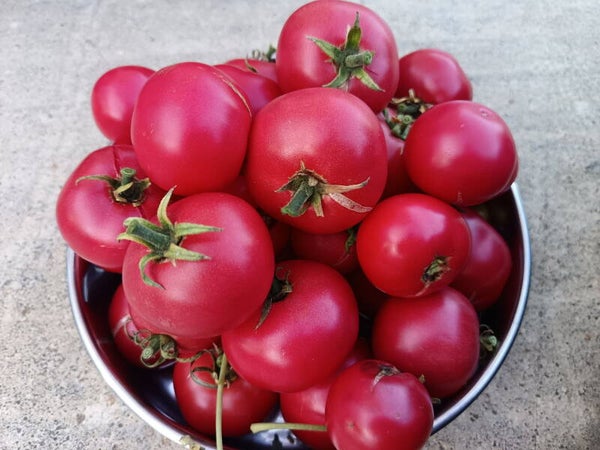 Tomate Early Wonder