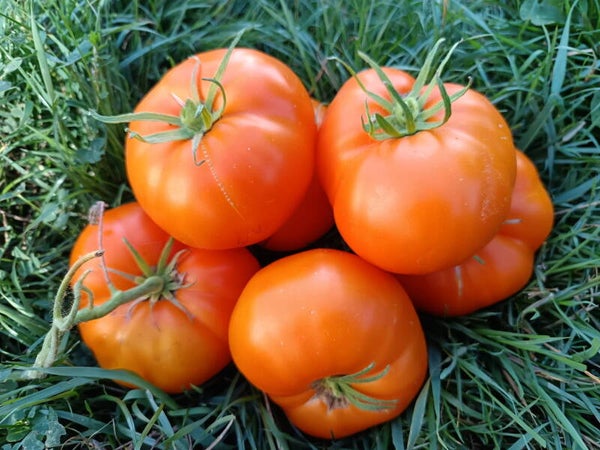 Tomate Northern Light