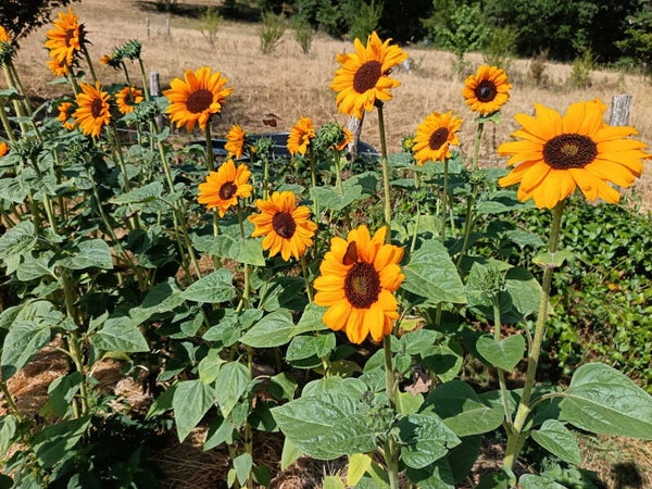Tournesol Soraya