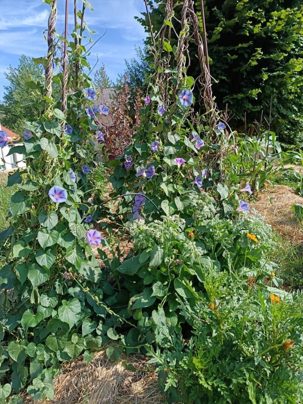 Ipomée Bleue