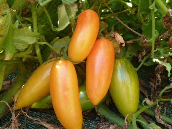 Tomate Lucky Tiger