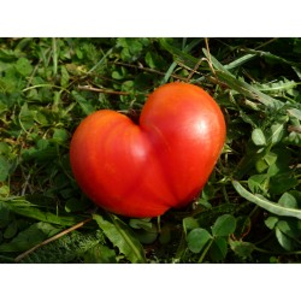 Tomate Coeur de Boeuf Orange Russe 117