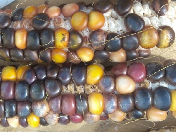 Maïs à farine Painted Mountain