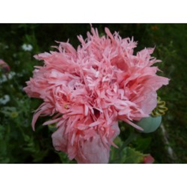 Pavot Annuel Double