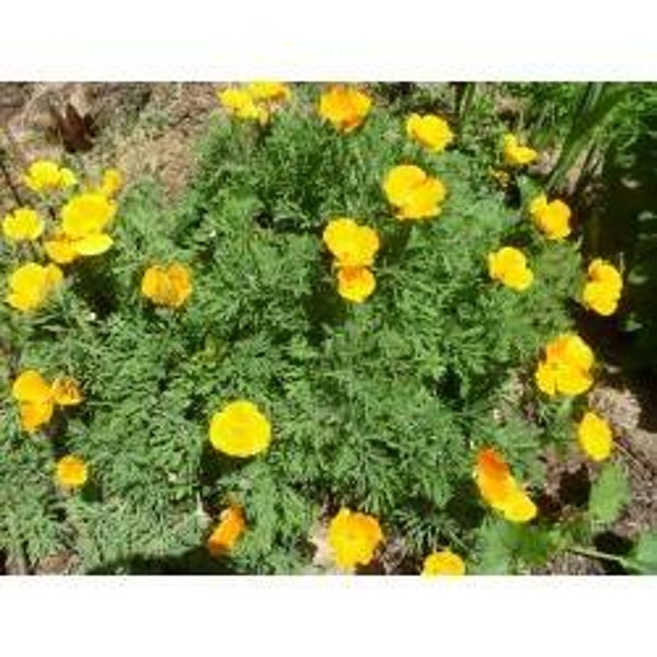 Pavot de Californie