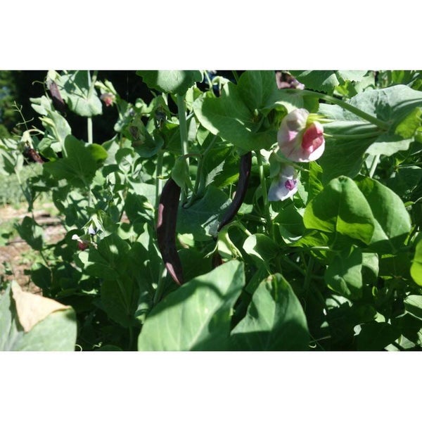 Pois Blue Podded