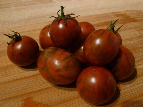 Tomate Cerise Purple Bumble Bee