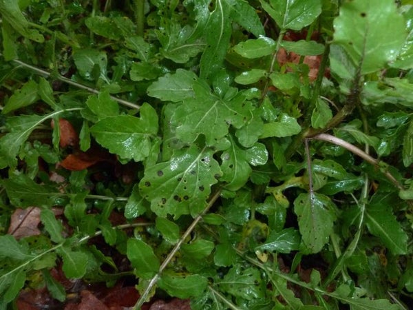 Roquette Ice Bred