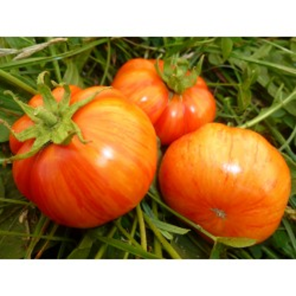 Tomate Dwarf Cherokee Tiger Large Red
