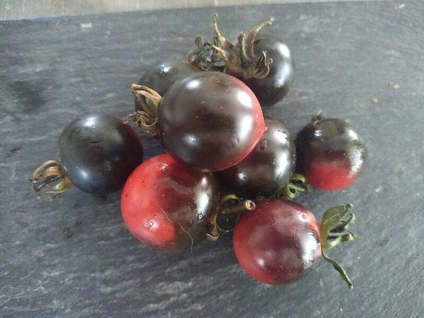 Tomate Cerise Blue Pitts