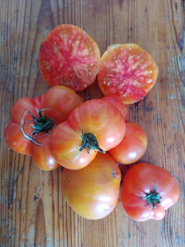 Tomate Joyau d'Oxaca