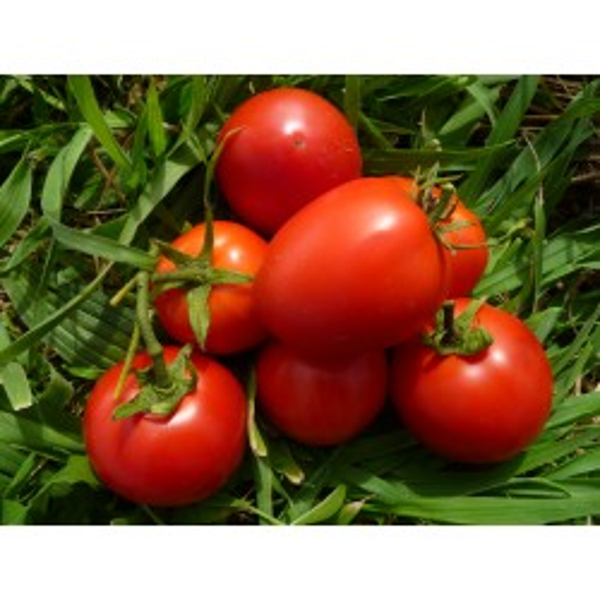 Tomate Zarianka