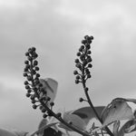 AE1ED63D-F79D-4DEB-B2B1-FD691C989481.jpeg