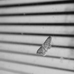 350D5E94-76B9-457B-8C1B-BF15E5CCE939.jpeg