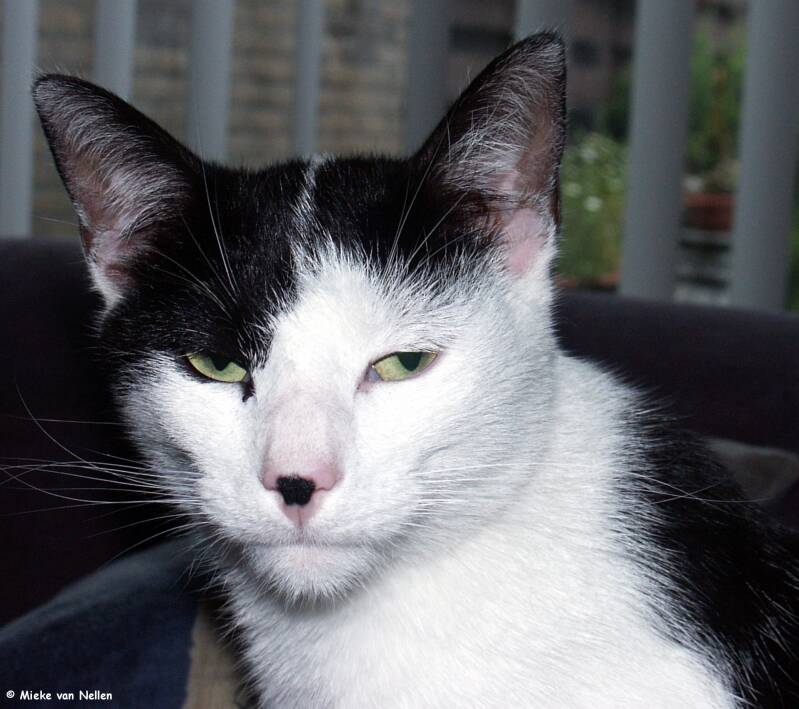 1-7-03-sylvester-3-standard.jpg