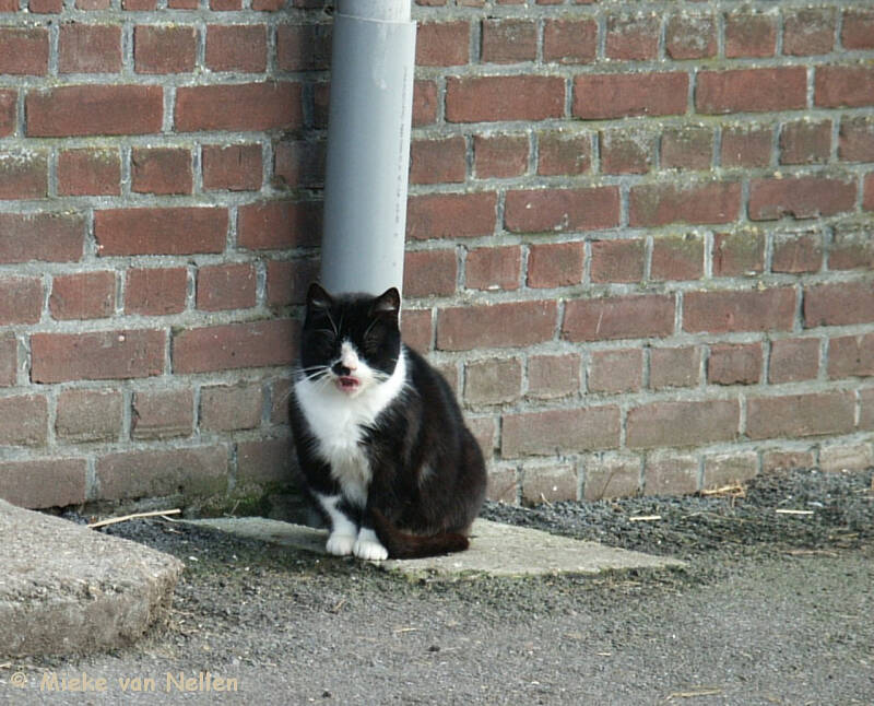 10-2-03-miauw-standard.jpg