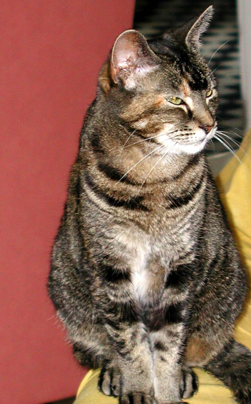 11-7-01-bruine-poes-standard.jpg