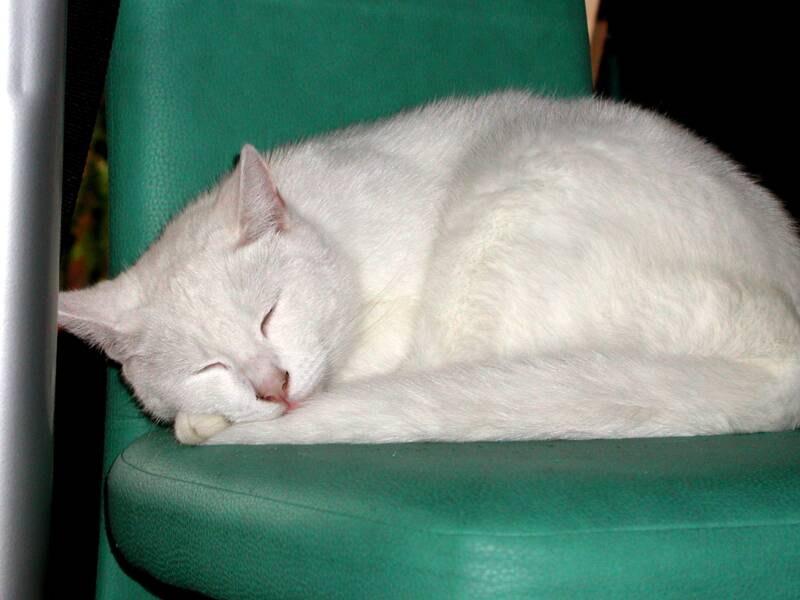 11-7-01-lodewijk-standard.jpg
