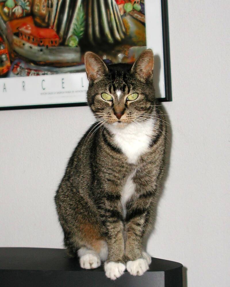 11-7-01-witte-poten-poes-standard.jpg