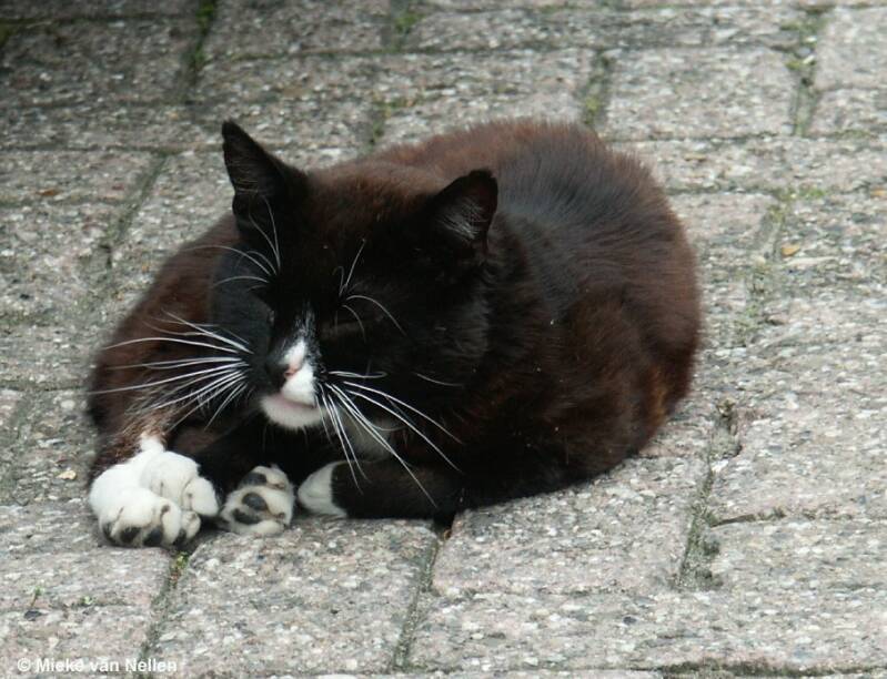 11-8-02-poes-in-ooltgensplaat-standard.jpg