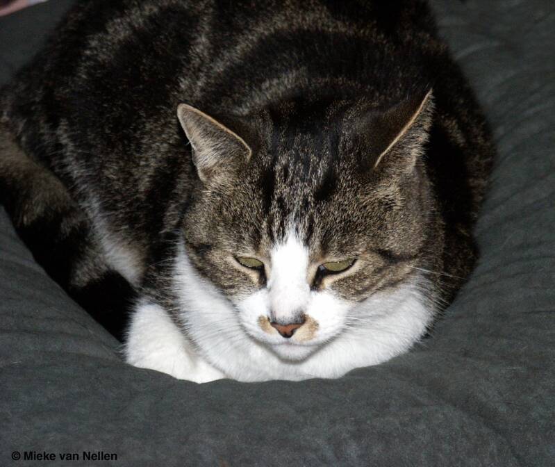 12-10-02-joep-standard.jpg