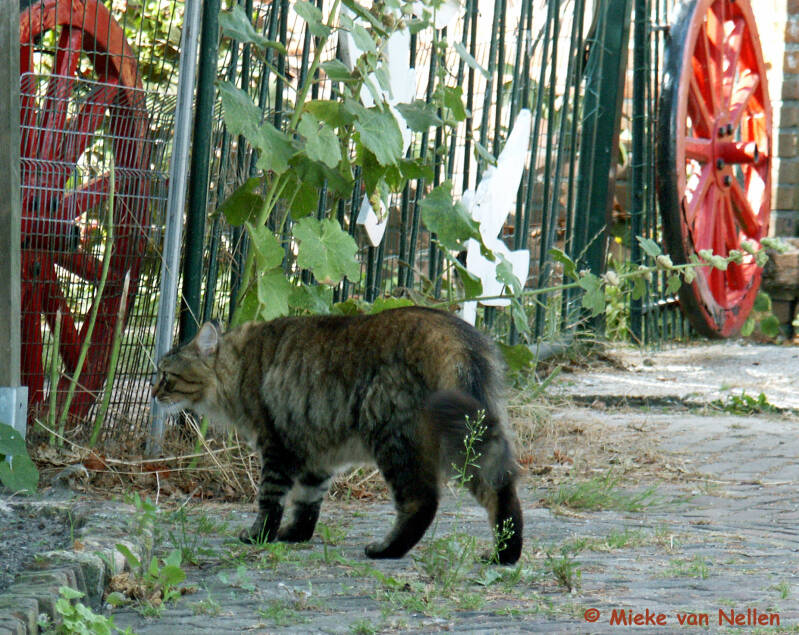 14-8-03-kater-in-noordwelle-standard.jpg