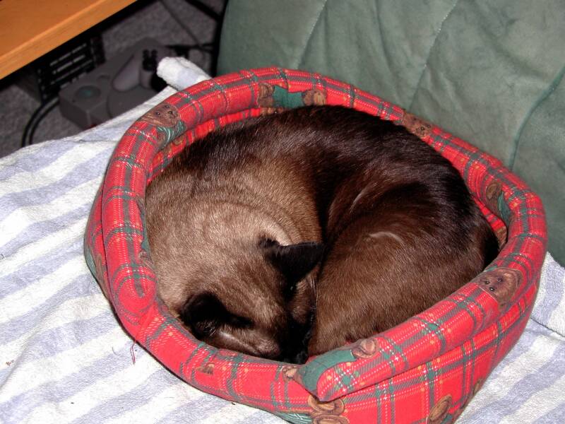 15-11-01-cyra-standard.jpg