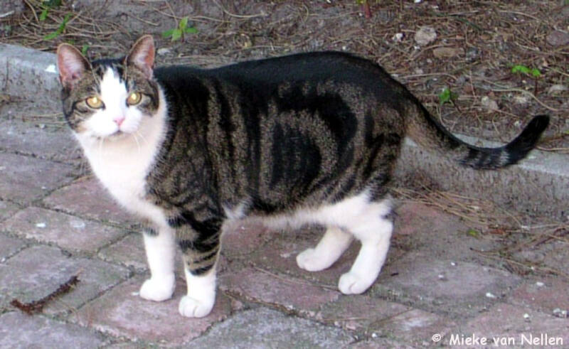 15-4-03-n-bezoeker-in-onze-tuin-standard.jpg