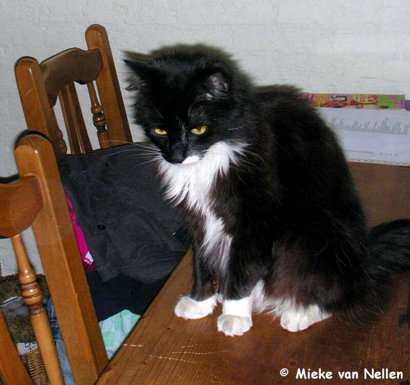 15-4-03-n-smitje-2-standard.jpg