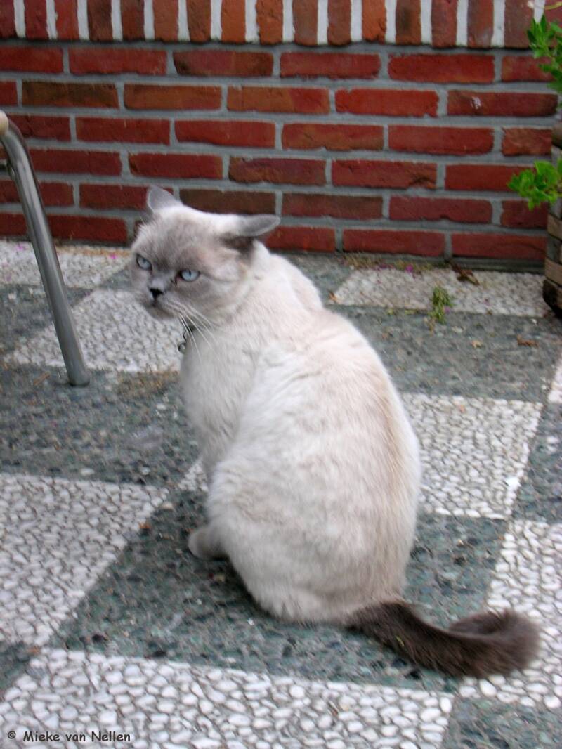 16-8-03-n-midgetgolf-poes-standard.jpg