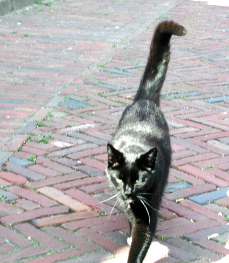 17-8-01-poes-in-middelharnis-standard.jpg