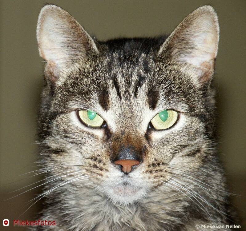 19-11-02-danny-close-up-standard.jpg