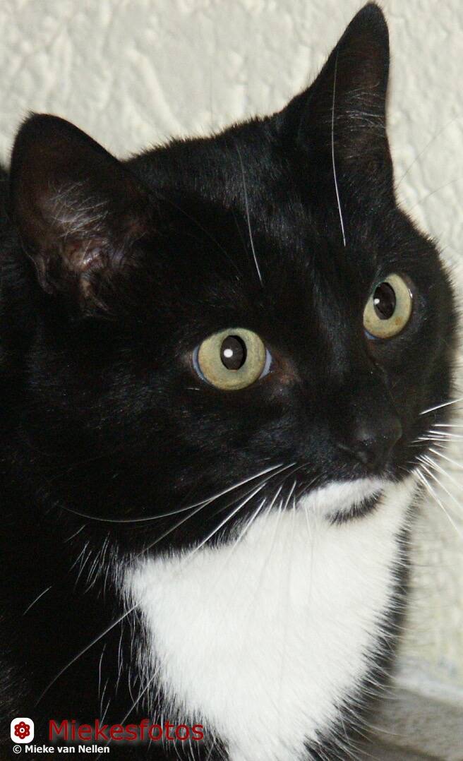 19-11-02-tijger-close-up-standard.jpg