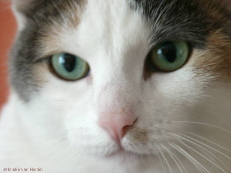 2-10-02-gigi-3-standard.jpg