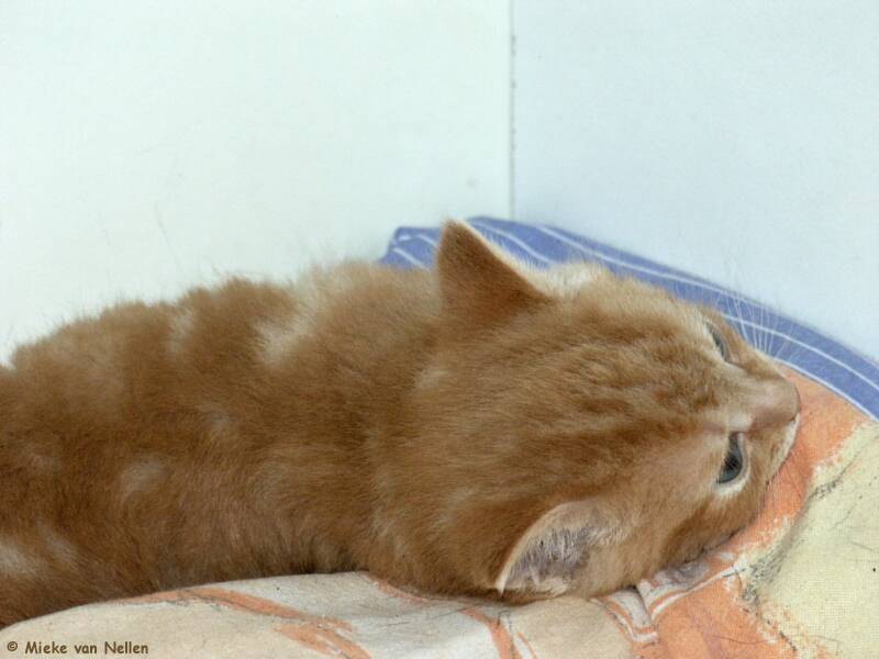 2-6-03-katerkitten-1-standard-7hy3a7.jpg