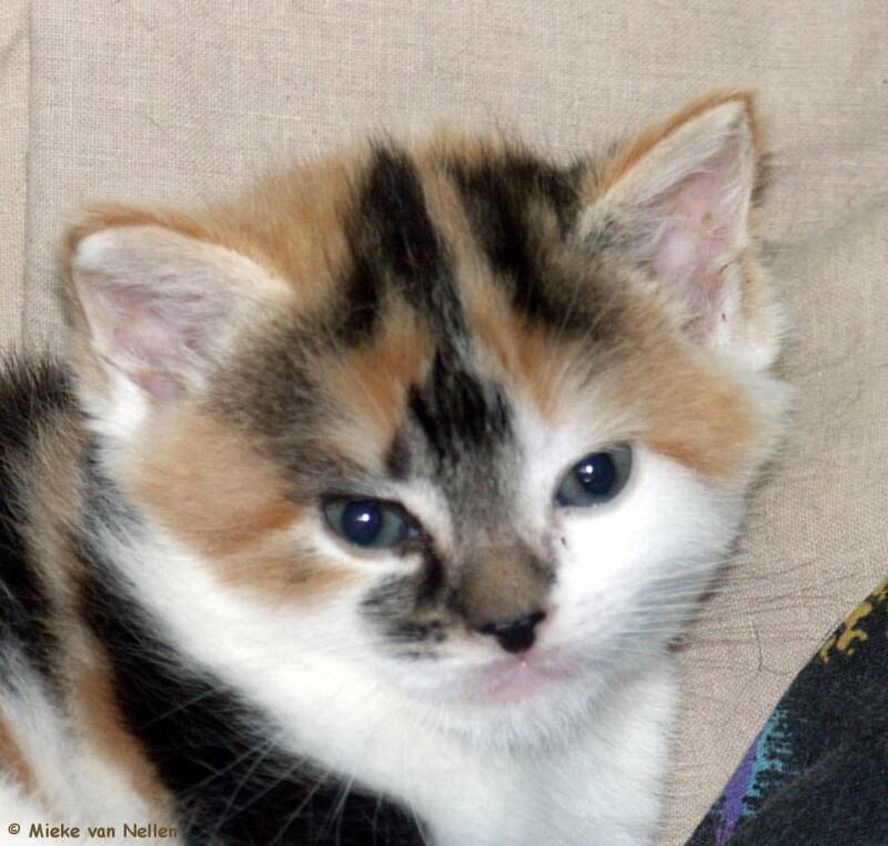 2-6-03-meisjeskitten-1-standard-zcu49k.jpg