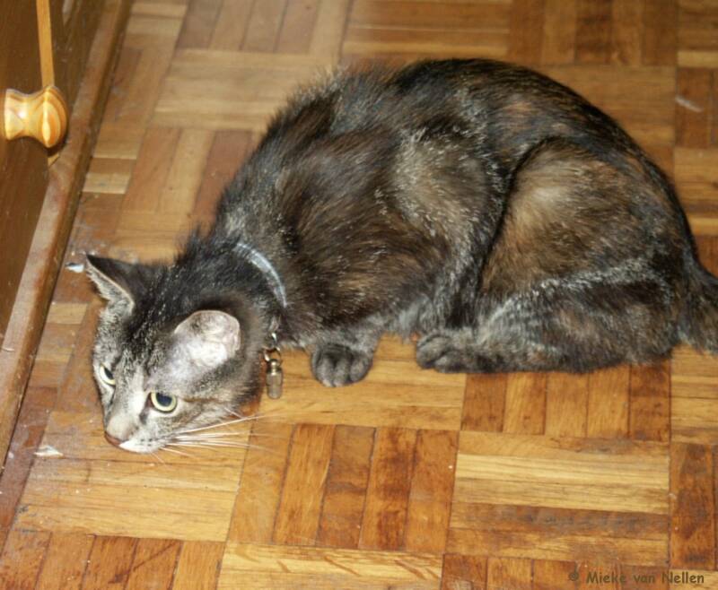 2-6-03-moeder-grumpy-standard.jpg