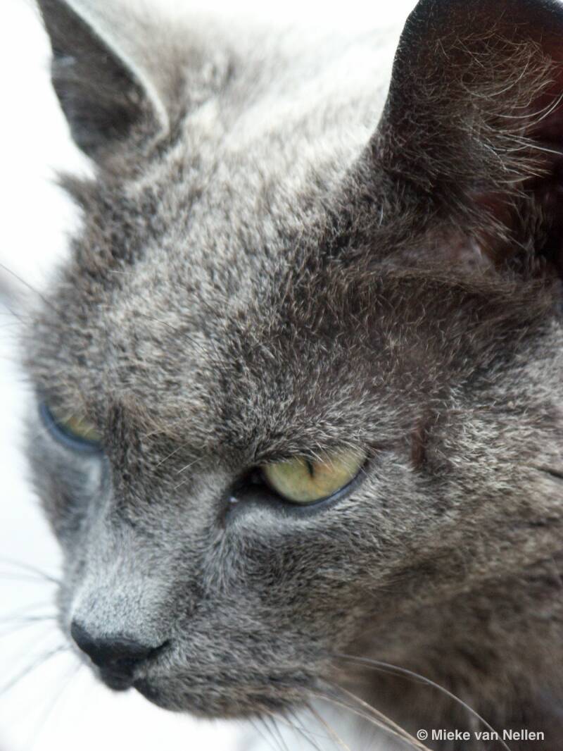 2-8-02-poes-in-serooskerke-standard.jpg