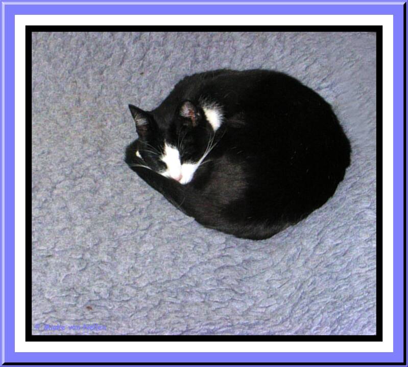 2-9-03-n-joey-standard.jpg